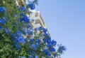 Plumbago, Cape plumbago, Plumbago auriculata, Cape leadwort, evergreen shrub Royalty Free Stock Photo