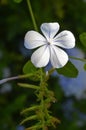 Plumbago flower