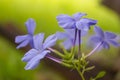 Plumbago flower background (leadworth flower) Royalty Free Stock Photo