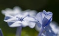 Plumbago flower detail of petals