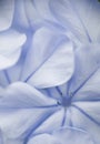 Plumbago flower detail of petals