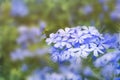 Plumbago flowering plant, known as Plumbago Capensis or blue plumbago, Cape plumbago or Cape leadwort. Tropical evergreen flower Royalty Free Stock Photo