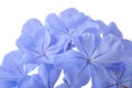 Plumbago flowers