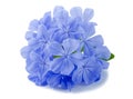 Plumbago Royalty Free Stock Photo