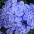 Plumbago Royalty Free Stock Photo