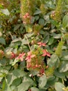 Plumbago Flower attractive photo