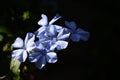 Plumbago