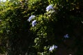 Plumbago