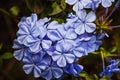 Plumbago Royal Cape Royalty Free Stock Photo