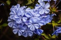 Plumbago Royal Cape Royalty Free Stock Photo