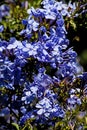 Plumbago Royal Cape Royalty Free Stock Photo