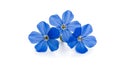 Three blue plumbago flowers on white background Royalty Free Stock Photo