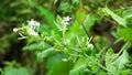 Plumbago zeylanica (Also called Daun encok, Ceylon leadwort, doctorbush, wild leadwort) on the tree