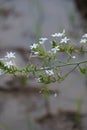 Plumbago zeylanica (Also called Daun encok, Ceylon leadwort, doctorbush, wild leadwort) on the tree