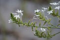 Plumbago zeylanica (Also called Daun encok, Ceylon leadwort, doctorbush, wild leadwort) on the tree