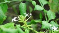 Plumbago zeylanica (Also called Daun encok, Ceylon leadwort, doctorbush, wild leadwort) on the tree