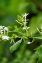 Plumbago zeylanica (Also called Daun encok, Ceylon leadwort, doctorbush, wild leadwort) on the tree