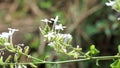 Plumbago zeylanica (Also called Daun encok, Ceylon leadwort, doctorbush, wild leadwort) on the tree
