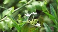 Plumbago zeylanica (Also called Daun encok, Ceylon leadwort, doctorbush, wild leadwort) on the tree