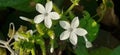 Plumbago Zeylanica Flowers on Nature Background