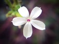 Plumbago zeylanica, white flower and pods