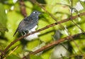 Plumbeous Antbird