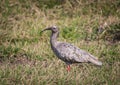 Plumbeous Ibis or Macarico Real bird in Mato Grosso in Pantanal.CR2