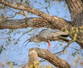 Plumbeous ibis squawks from high in the trees of Pantanal