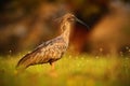 Plumbeous Ibis, Theristicus caerulescens, exotic bird in the nature habitat, bird sitting in grass with beautiful evening sun Royalty Free Stock Photo