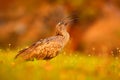 Plumbeous Ibis, Theristicus caerulescens, exotic bird in nature habitat, bird sitting in grass with beautiful evening sun light, d