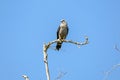 Plumbeous Kite isolated, Pantanal Wetlands, Mato Grosso, Brazil Royalty Free Stock Photo