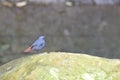 Plumbeous Water Redstart