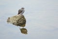 Plumbeous Water-redstart