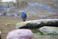 Plumbeous Water Redstart