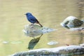 Plumbeous Water Redstart