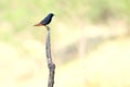 Plumbeous Water Redstart