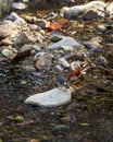 Plumbeous water redstart or Rhyacornis fuliginosa bird perched on rock camouflage in ramganga river stream at dhikala forest jim