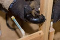 Plumbing building contractor installing plastic drain pipe in the elbow for sink drain for a custom house Royalty Free Stock Photo