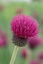 Plume Thistle, Cirsium rivulare 'Atropurpureum', flower closeup