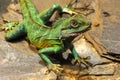 Chinese water dragon Royalty Free Stock Photo