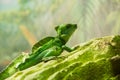 Plumed basilisk in his habitat Royalty Free Stock Photo