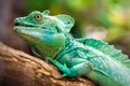 Plumed basilisk (Basiliscus plumifrons) Royalty Free Stock Photo