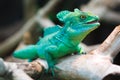 Plumed basilisk (Basiliscus plumifrons) Royalty Free Stock Photo