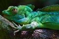 Plumed basilisk (Basiliscus plumifrons) Royalty Free Stock Photo