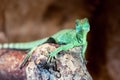 Plumed basilisk Basiliscus plumifrons Royalty Free Stock Photo