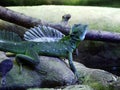 The plumed basilisk Basiliscus plumifrons, green basilisk, double crested basilisk, Jesus Christ lizard or Stirnlappenbasilisk Royalty Free Stock Photo