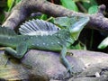 The plumed basilisk Basiliscus plumifrons, green basilisk, double crested basilisk, Jesus Christ lizard or Stirnlappenbasilisk Royalty Free Stock Photo