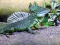 The plumed basilisk Basiliscus plumifrons, green basilisk, double crested basilisk, Jesus Christ lizard or Stirnlappenbasilisk Royalty Free Stock Photo