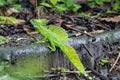 Plumed basilisk, Basiliscus plumifrons Royalty Free Stock Photo