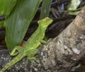 Plumed basilisk (Basiliscus plumifrons) Royalty Free Stock Photo